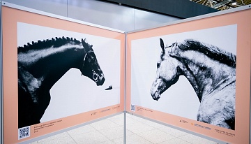 Уникальная фотовыставка Александра Забегина «Ветер в гриве»